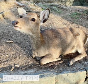 Nara Deer